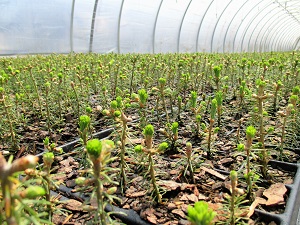 seedlings